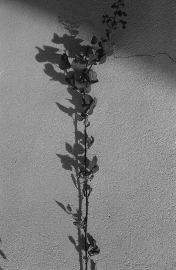 © Paolo Battistel