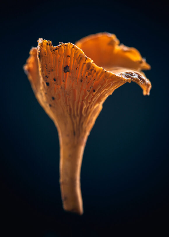 © Nicolas Barret