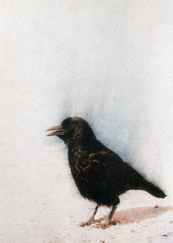 © Sophie Alyz