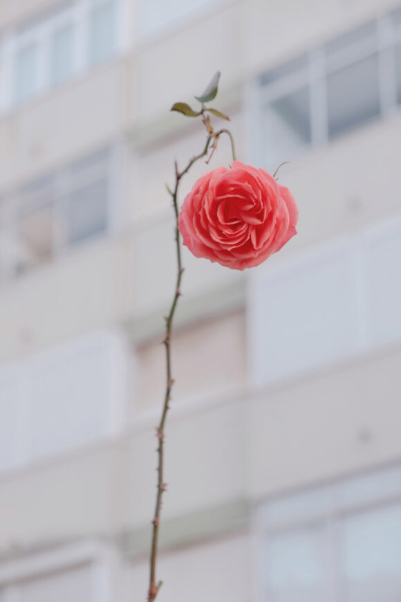 © Margarida Pereira