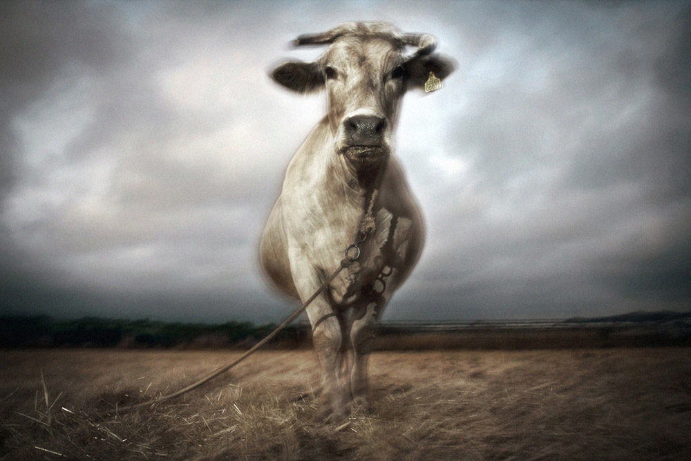 © Charalampos Kydonakis