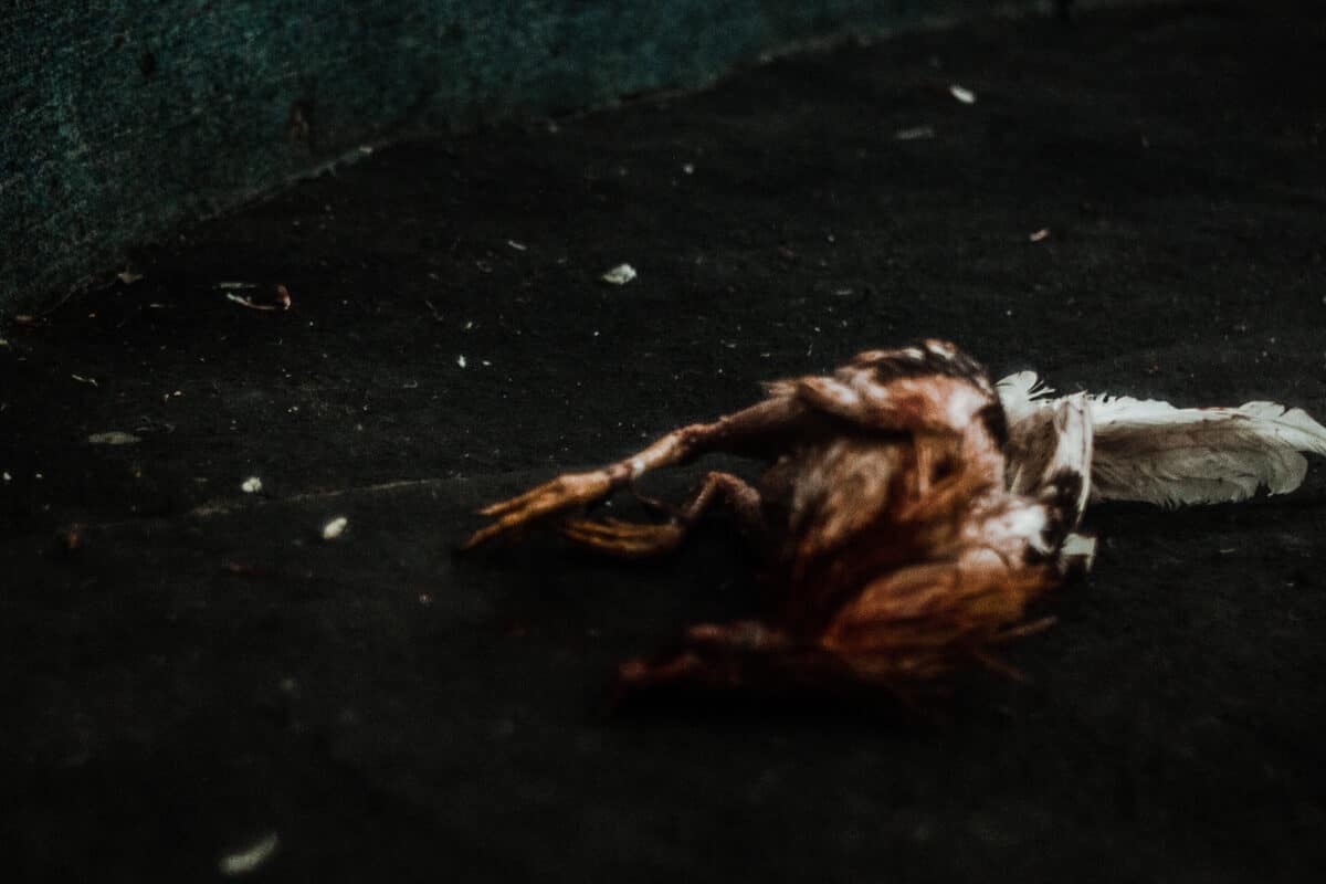 © Céline Croze