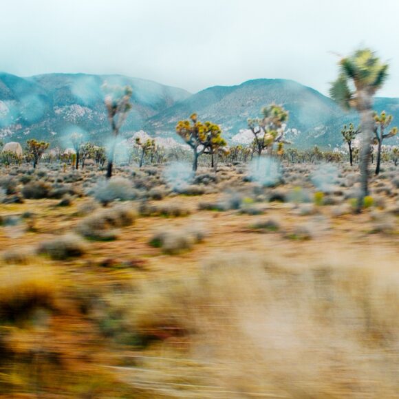© Alana Celii