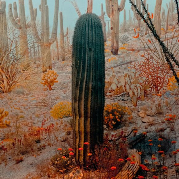 © Alana Celii