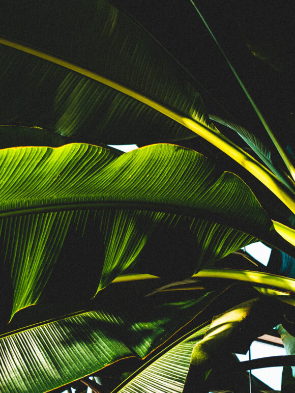 © Émilie Genêt