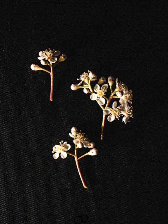 © Émilie Genêt