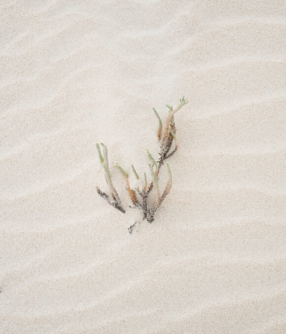 © Alexandre Chamelat