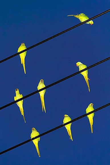 © Yoshinori Mizutani