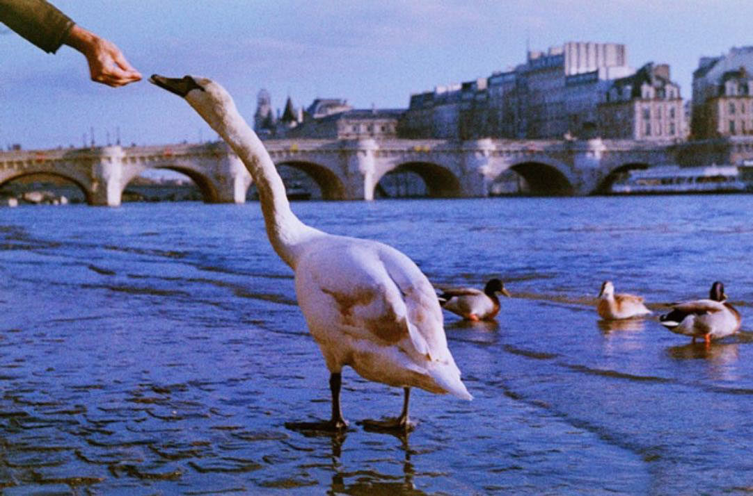 © Sergey Neamoscou / Photo4food