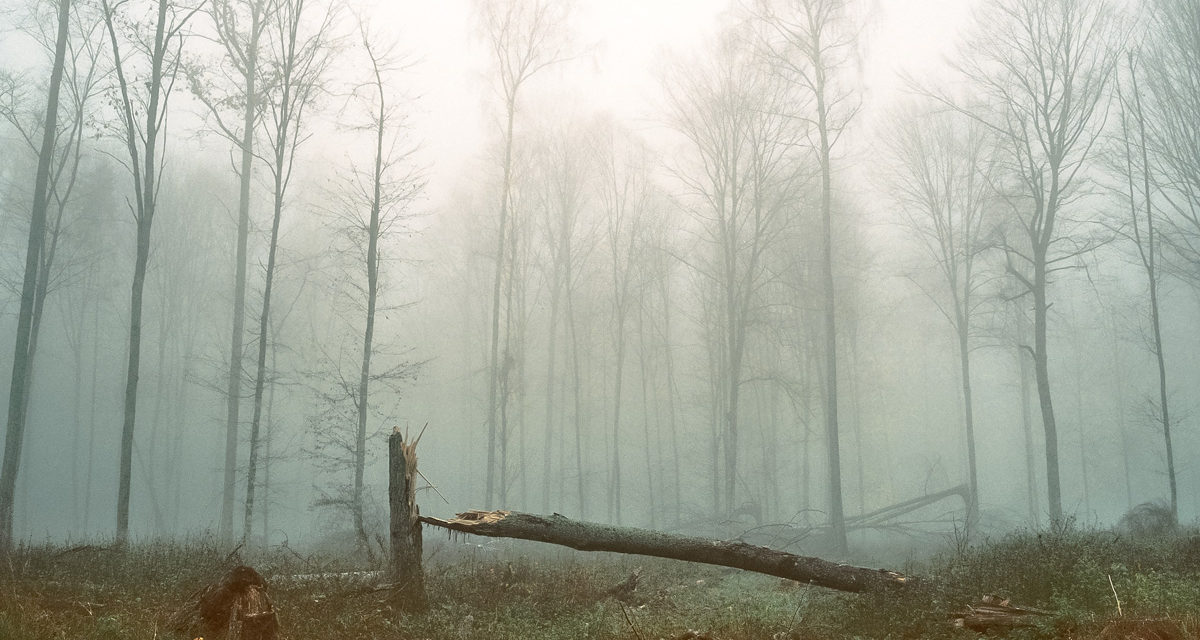 © Andréa Olga Mantovani