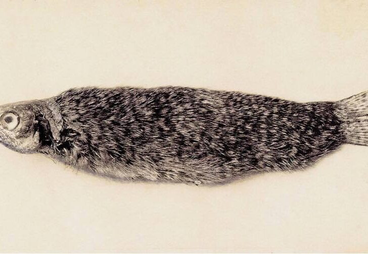 © Joan Fontcuberta