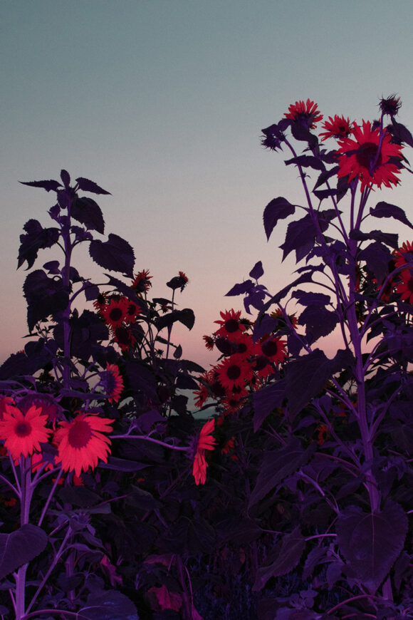 © Sterre Arentsen