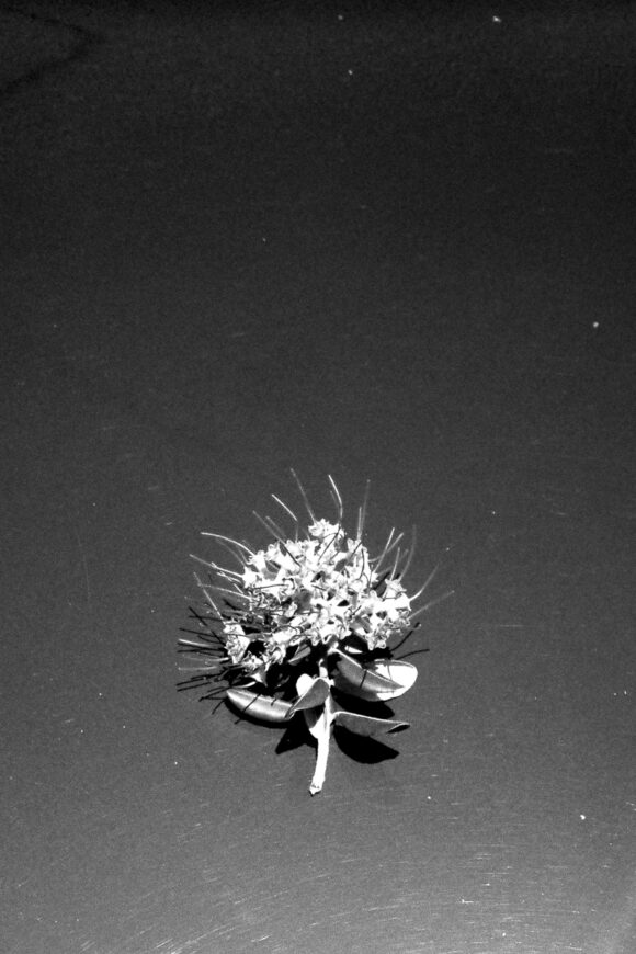 © Gabriel Dia