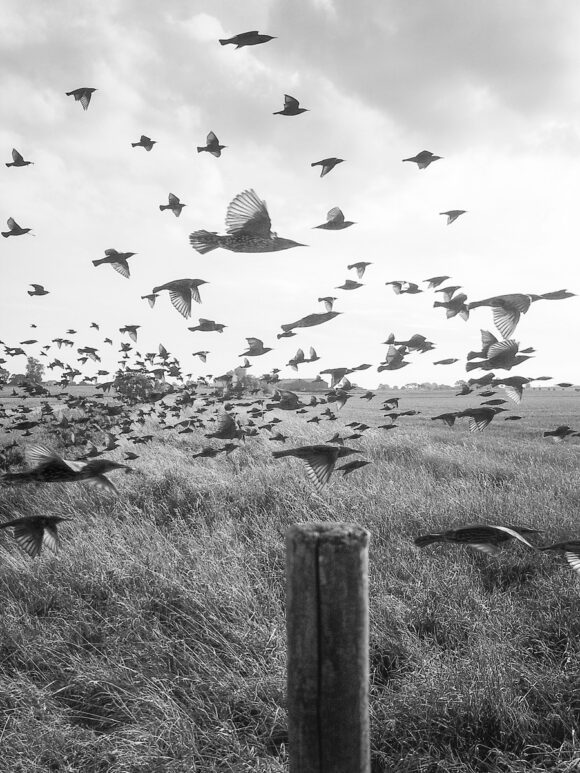 © Stephen Gill