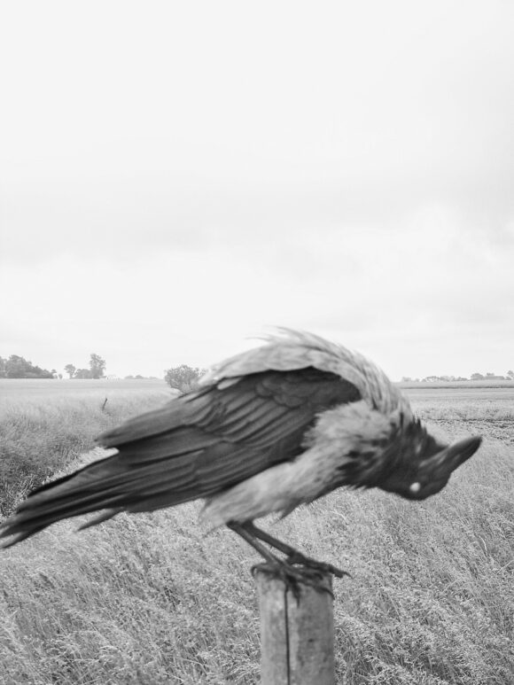 © Stephen Gill