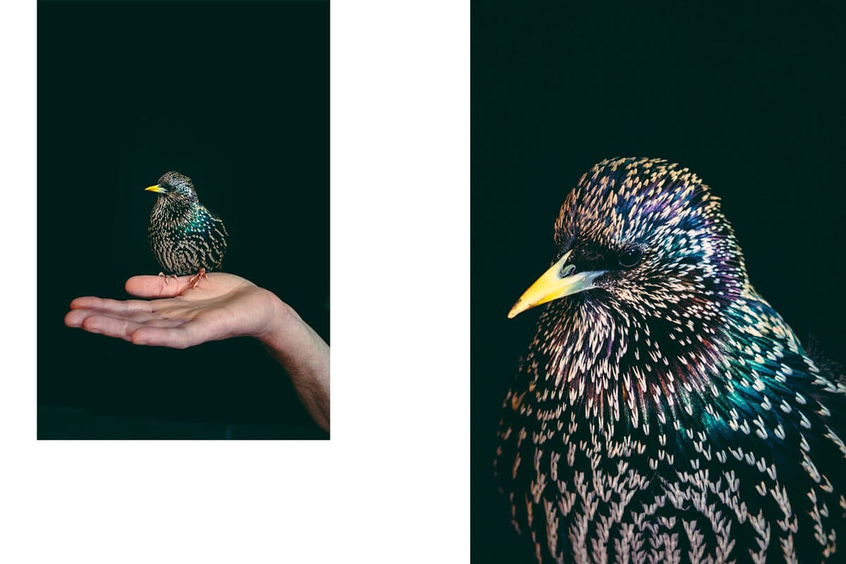 © Francesca Todde