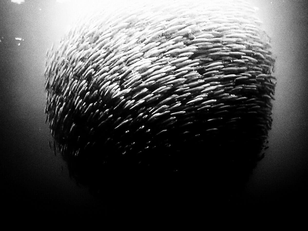 © Makis Makris