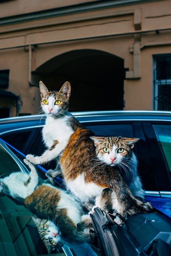 © Nikita Teryoshin