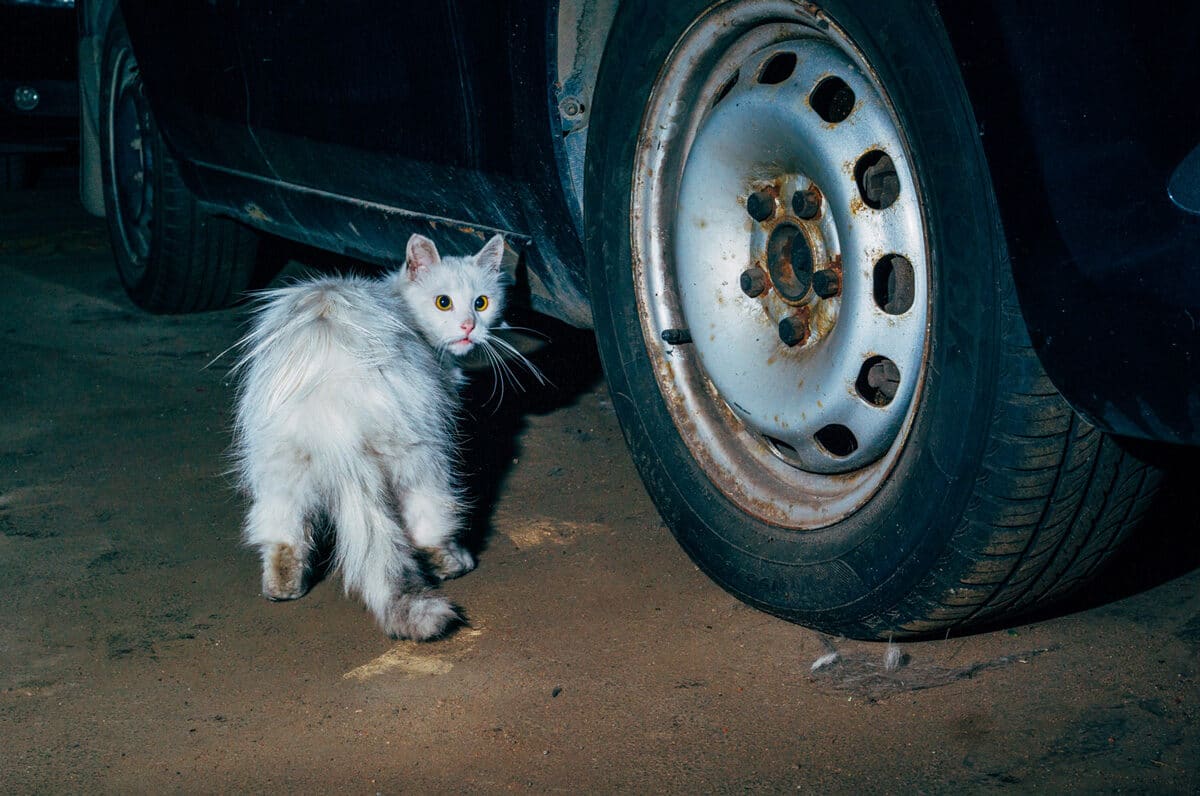 © Nikita Teryoshin