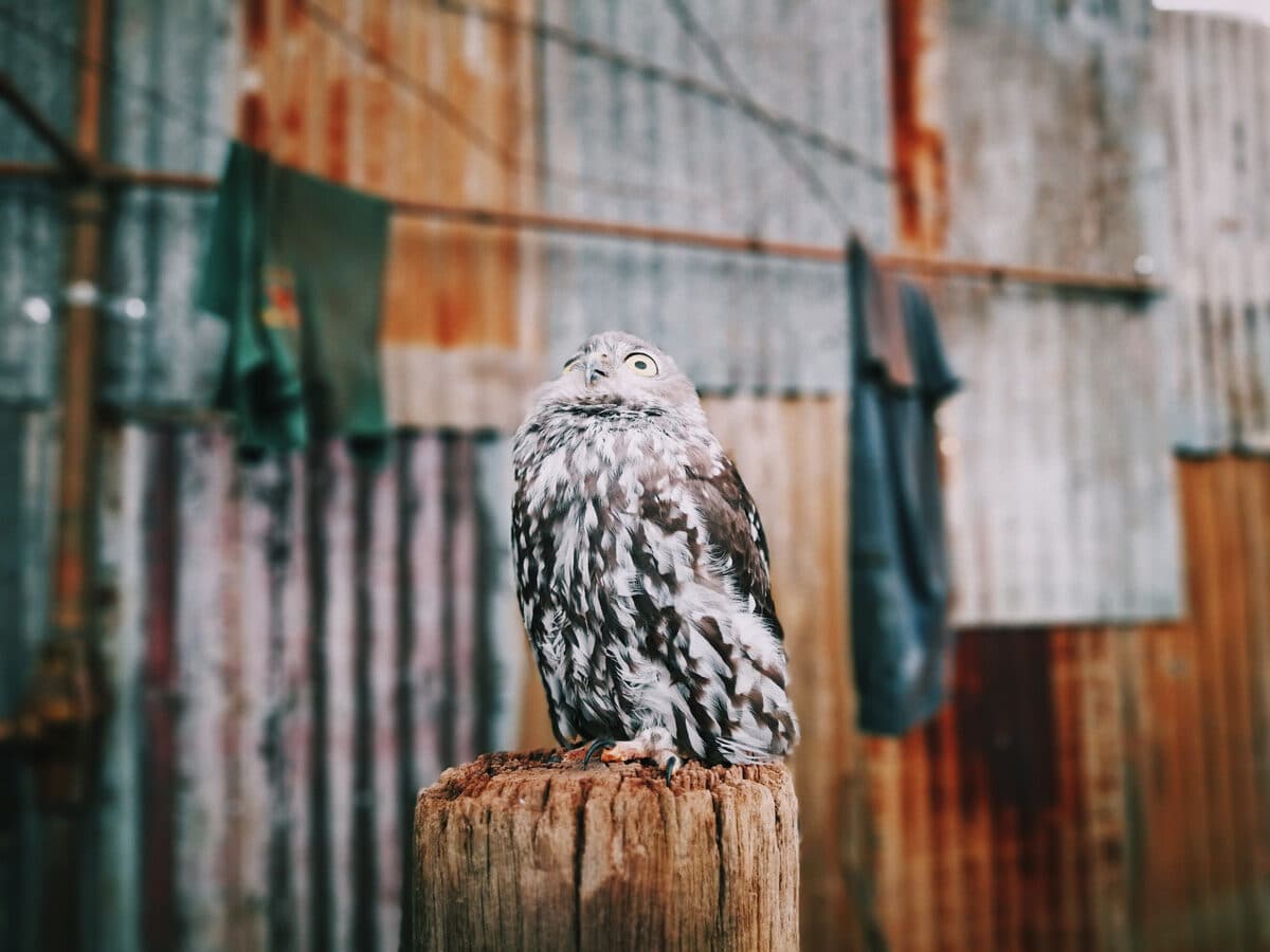 © Zorana Mandić