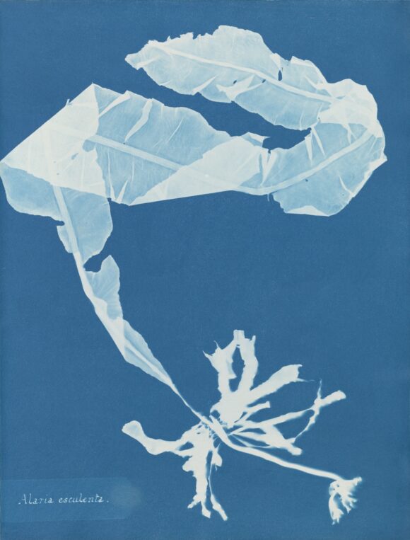 © Anna Atkins