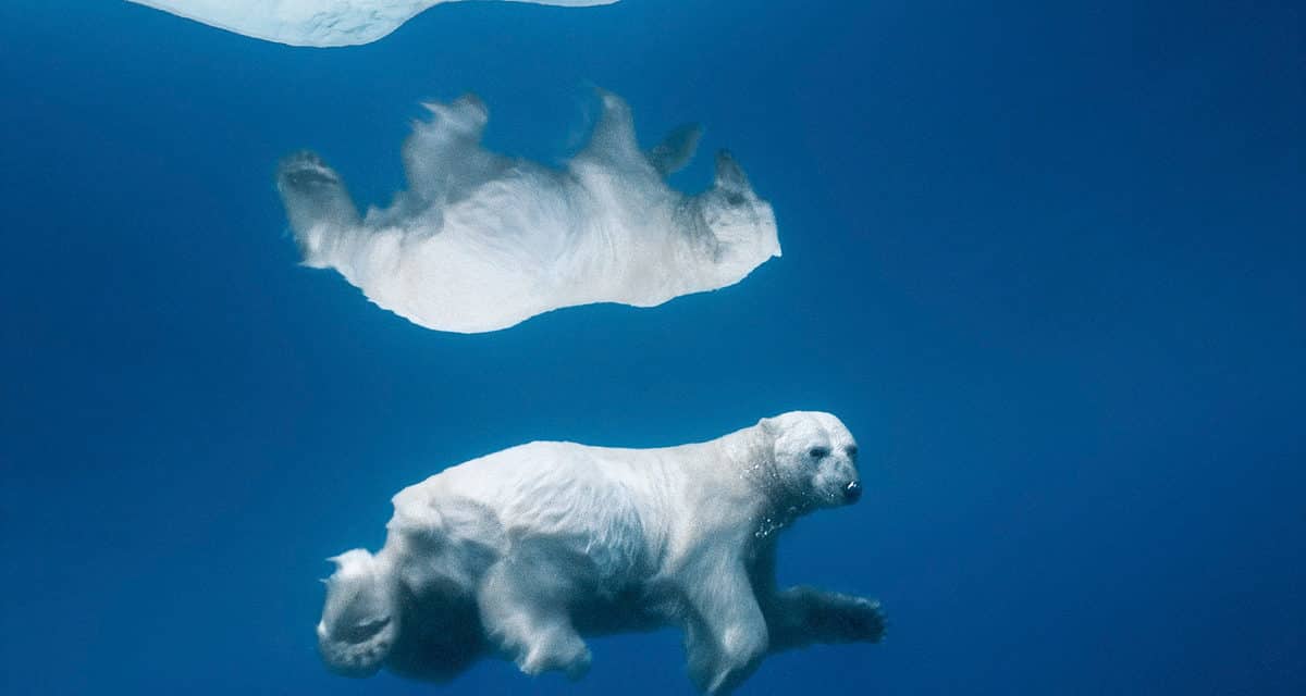 © Paul Nicklen