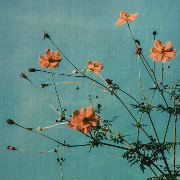© Tristan Hollingsworth