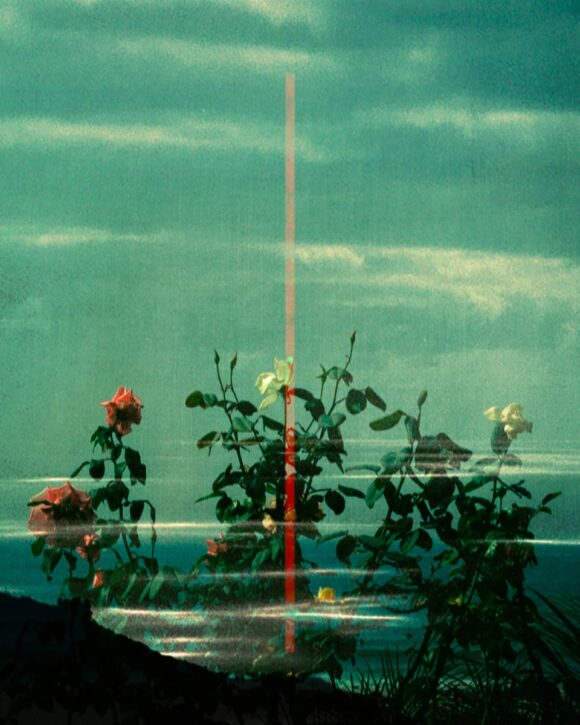 © Tristan Hollingsworth