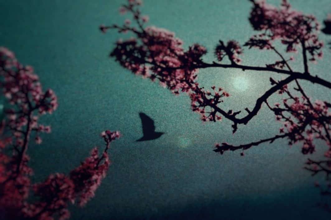 © Celine