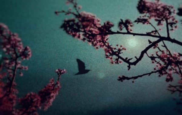 © Celine