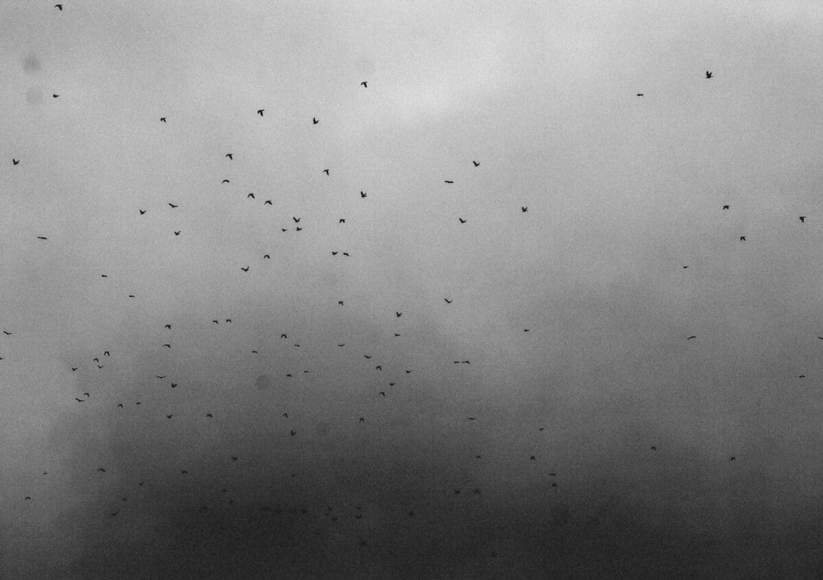 © Angelo Bonetti