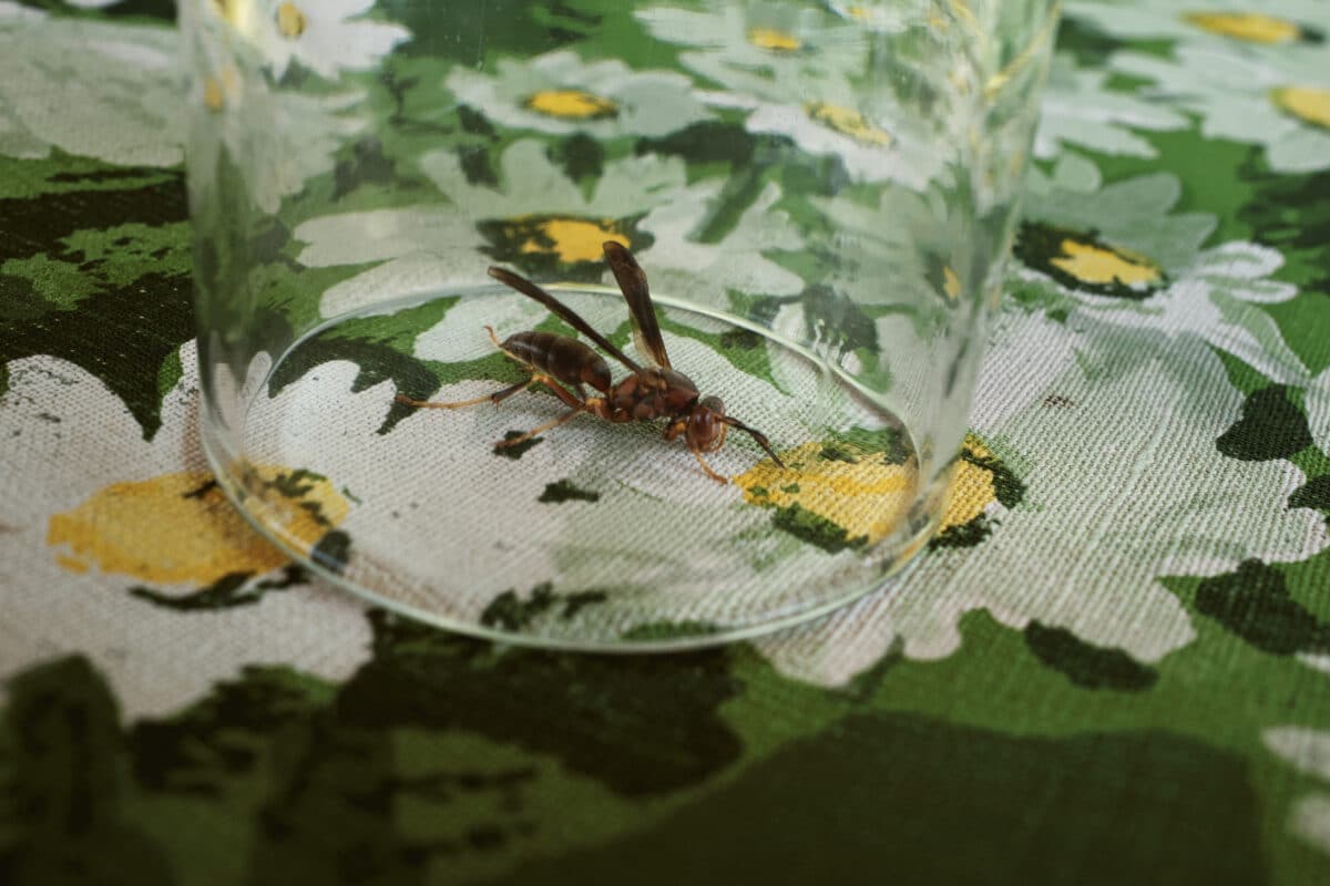 © Rebecca Norris Webb