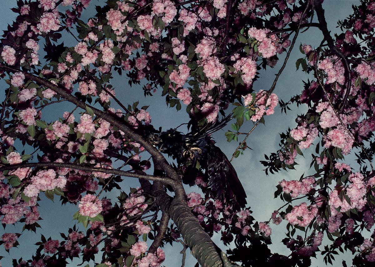 © Shomei Tomatsu - INTERFACE