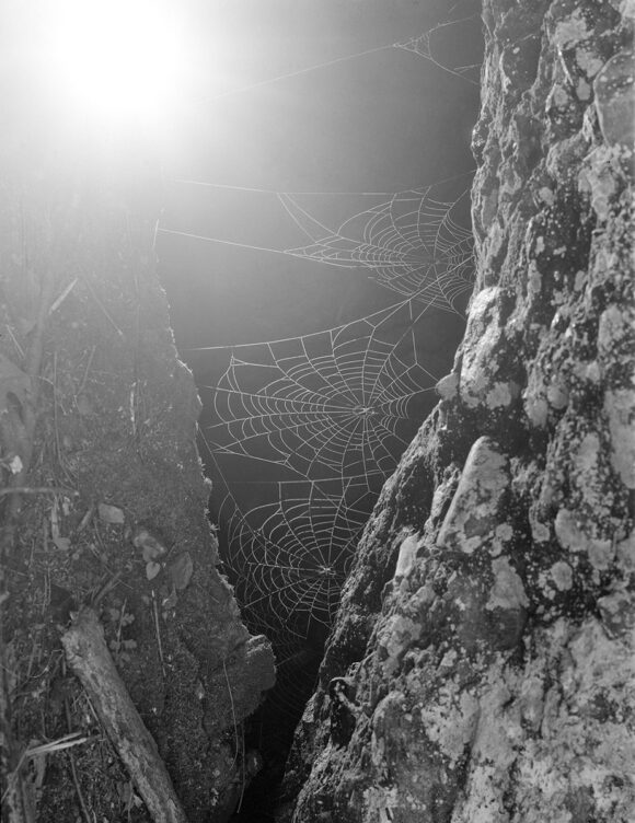© Paul Guilmoth