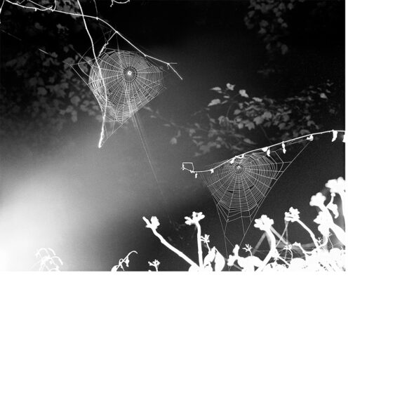 © Paul Guilmoth