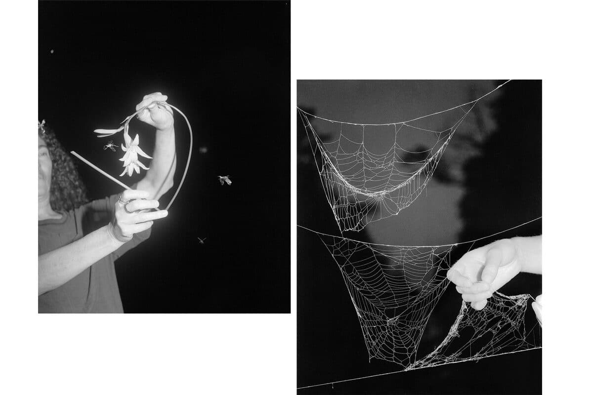 © Paul Guilmoth