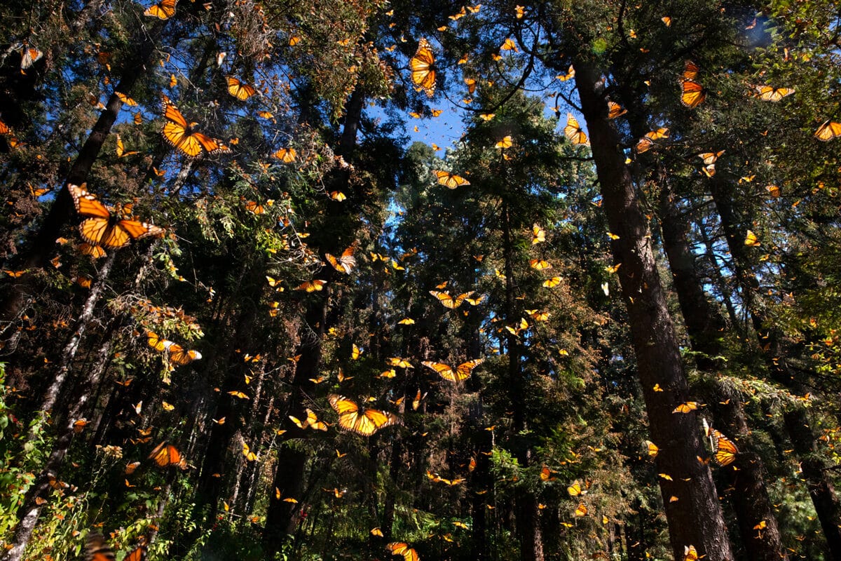 L'incroyable odyssée des papillons Monarques © Pascal Maitre / MYOP pour la Fondation Yves Rocher