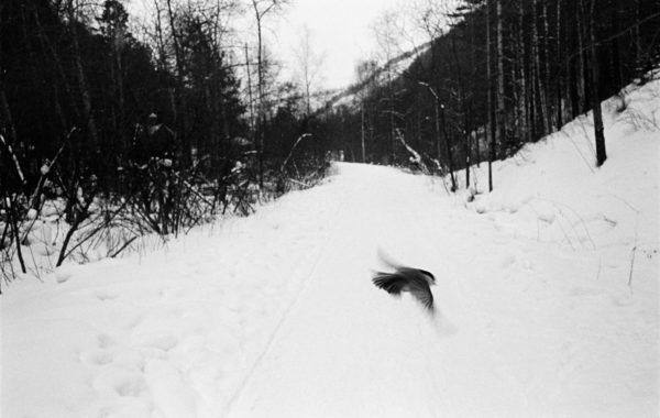 © Ljubisa Danilovic