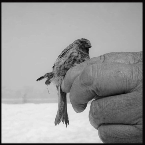 © Azaan Shah