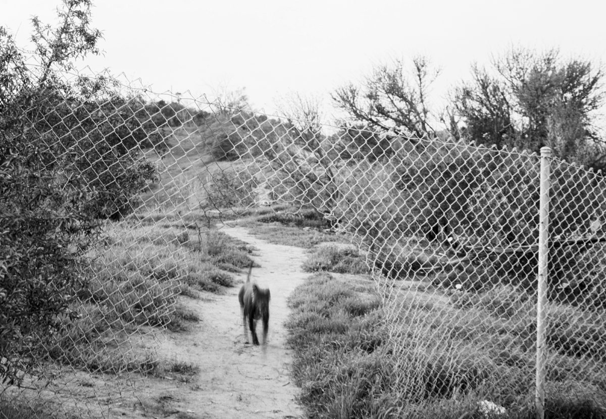 © Virginia Wilcox