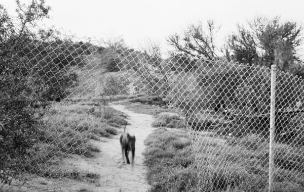 © Virginia Wilcox