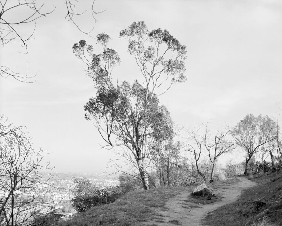 © Virginia Wilcox