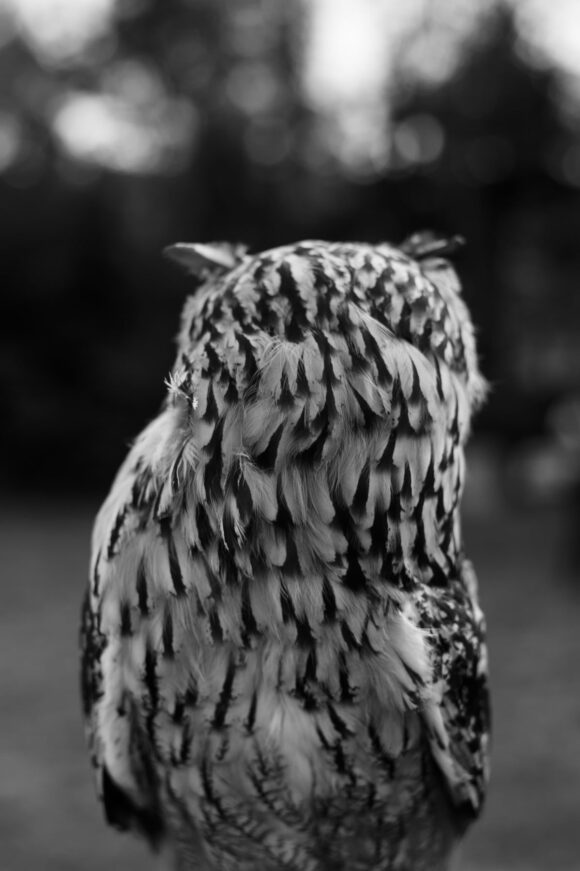 © Juliette Treillet