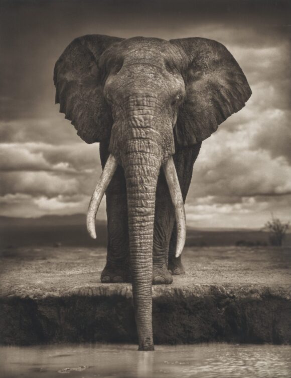 © Nick Brandt