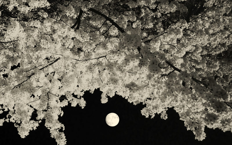 © Paul Cupido