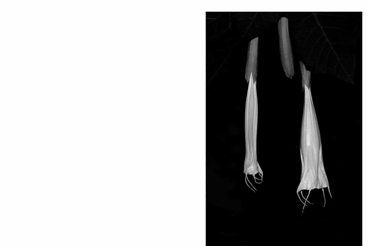 © Anargyros Drolapas