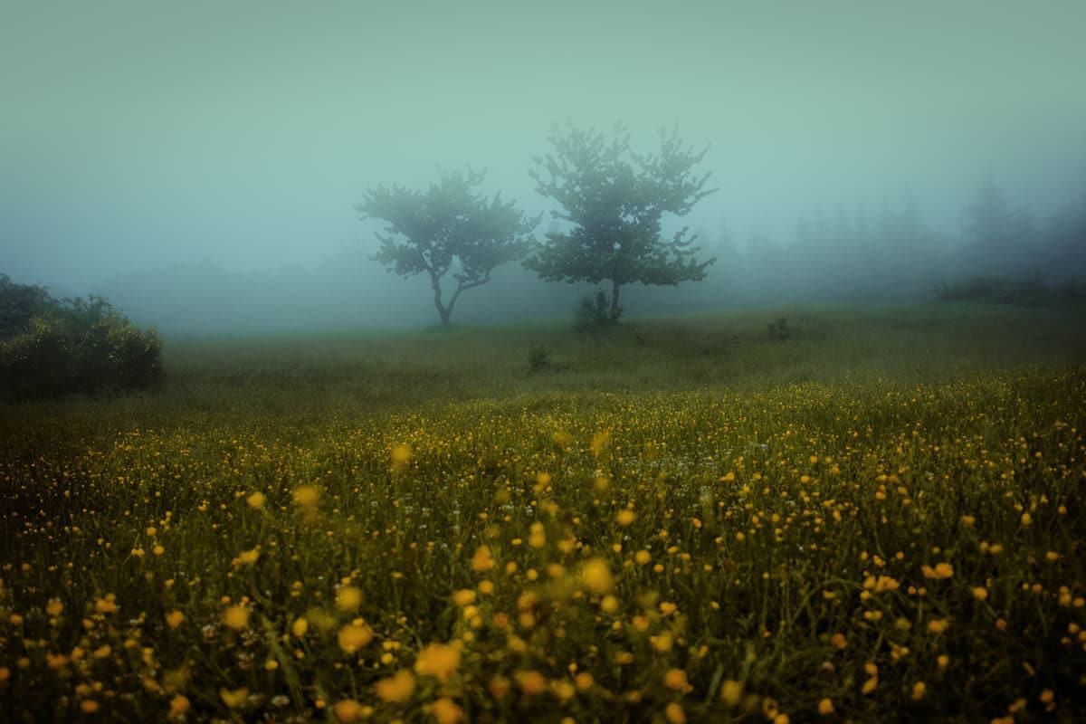 © Francesco Lopazio