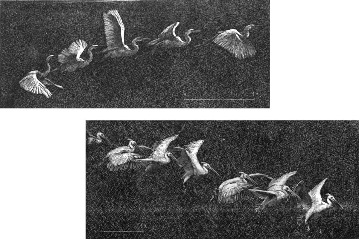 © Luigi Cecconi