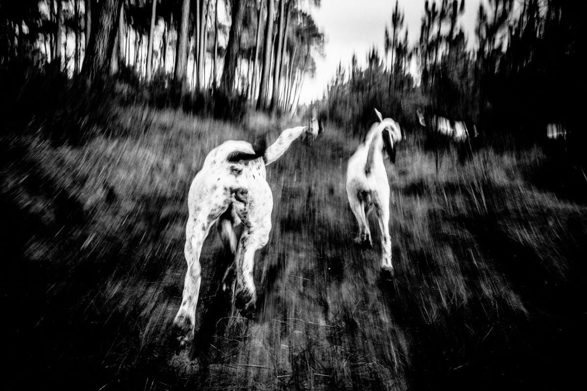 © Élie Monférier