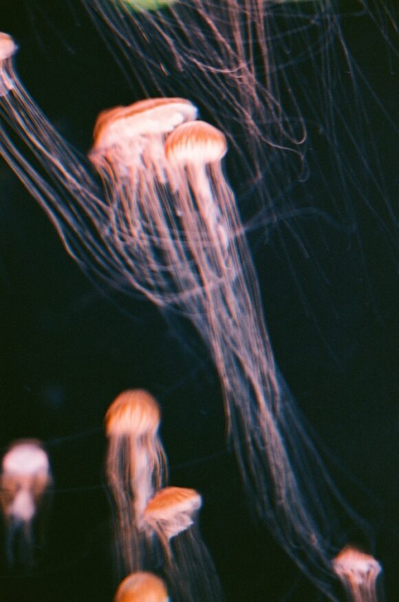 © Eloïse Toidé